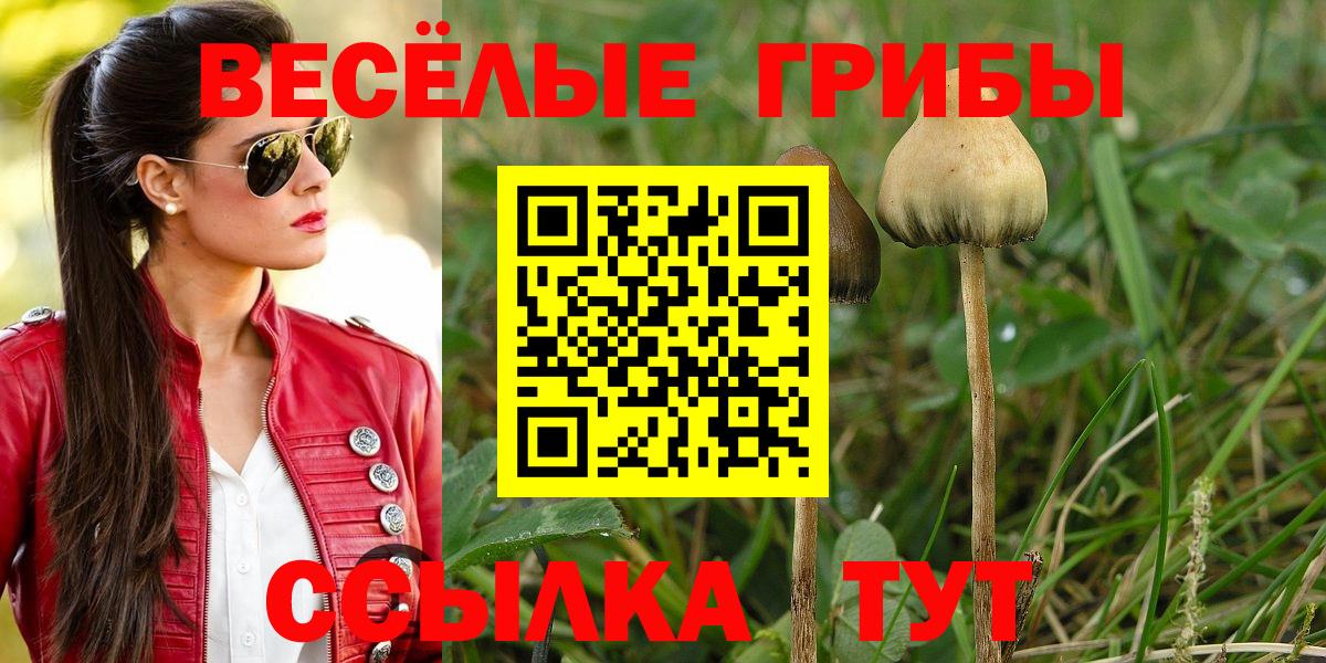 Псилоцибиновые грибы Psilocybine cubensis  Вход с VPN  Грязи  Псилоцибиновые грибы Cubensis 